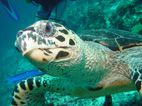 Turtle in the maldives by Andy Kutsch 